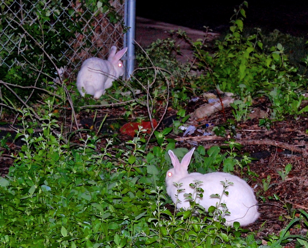 Huge White Bunnies In Our Yard